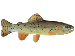 Apache Trout