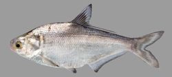 american gizzard shad