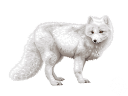 Arctic Fox