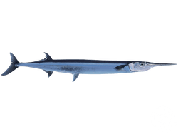 Agujon Needlefish