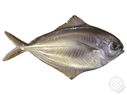Atlantic Butterfish
