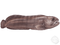 Atlantic Wolffish