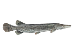 Alligator Gar